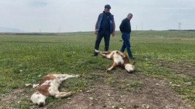 Köyde 10 günde 70 buzağı öldü, inceleme başlatıldı