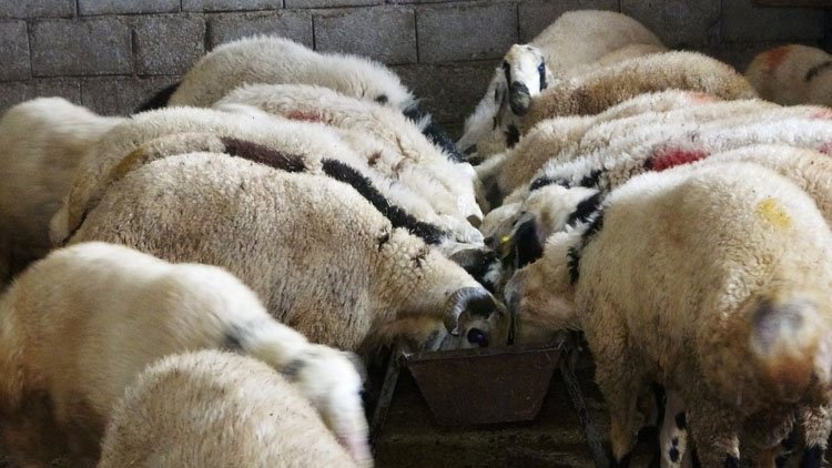 Hakikat ve Vicdanla Bağdaşmayan Rutinleşmiş bir İnanç Ezberi; Kurban