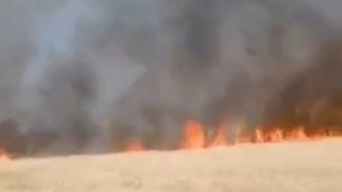 Diyarbakır'da bir izmarit, 150 dönüm buğdayı küle çevirdi