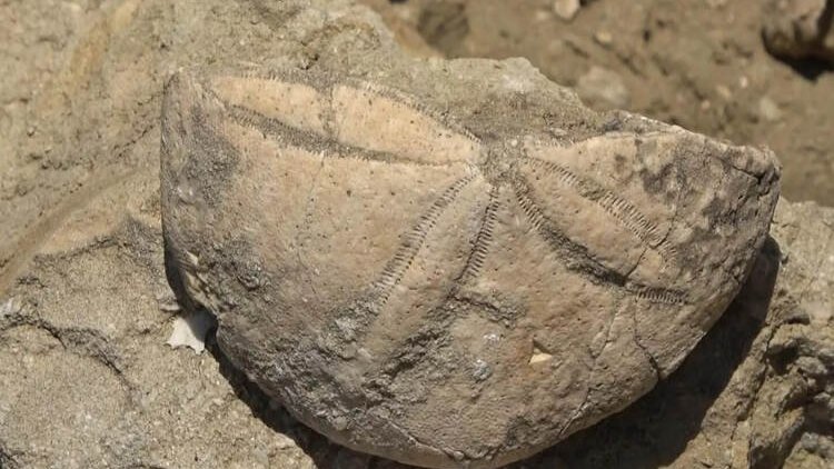 Muş'ta 20 milyon yıllık deniz canlıları fosili bulundu