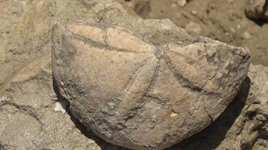 Muş'ta 20 milyon yıllık deniz canlıları fosili bulundu