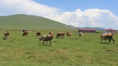 Ardahan il genelinde şap karantinası 