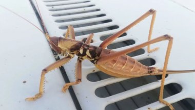 Batman'da dev etçil çekirge görüldü