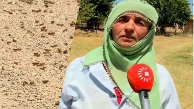 Dersim’de çekirge istilası nedeniyle köylüler tedirgin