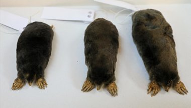 En büyük köstebek türü Hakkari’de keşfedildi