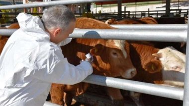 Maraş'ta şap karantinası: Hayvan giriş çıkışı yasaklandı