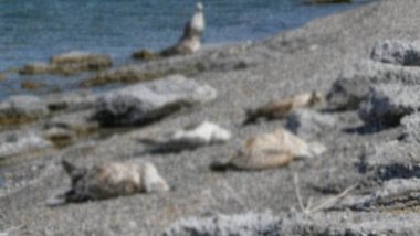 Van Gölü'nde korkunç tablo: Martılar ölmeye başladı