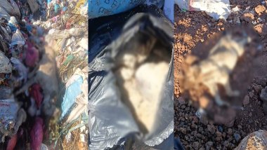 Diyarbakır'da çöp depolama alanında onlarca ölü köpek bulundu