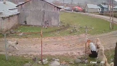 Muş'ta köpeklerin saldırdığı 79 yaşındaki kadın yaralandı