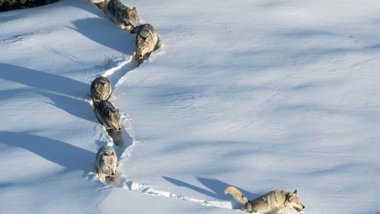 Hayvanlarına yem vermek için evden çıkan köylüyü kurtlar parçaladı
