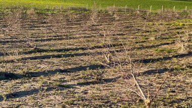 Batman'da gece girdikleri bahçede yüzlerce badem ağacı kestiler
