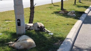 Diyarbakır: Aynı köpek bir günde 8 kişiyi ısırdı
